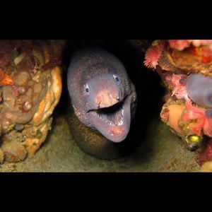 Meet your Posher, Kevin